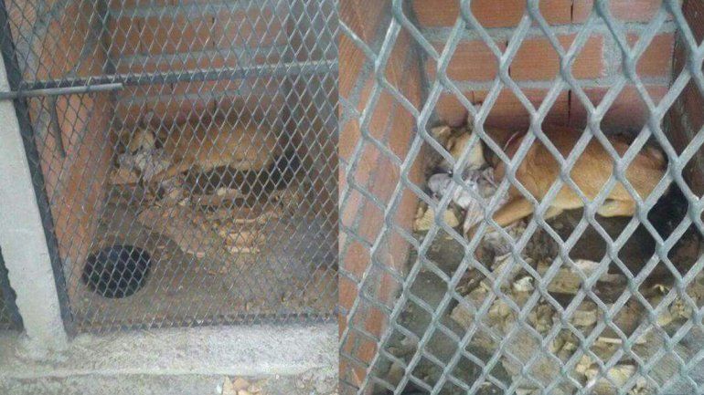Denunciaron maltrato animal en una dependencia municipal de Junín de los Andes
