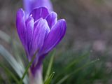 Se necesitan aproximadamente 250.000 flores para conseguir un kilo de esta preciada especia. Foto: Pexels
