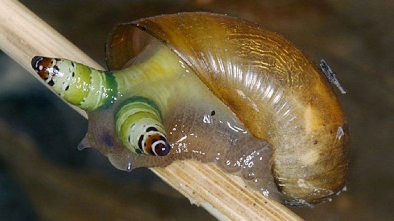 La explicación del caracol zombie que se hizo viral en las redes