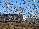 Miles de palomas mensajeras coparon el cielo neuquino