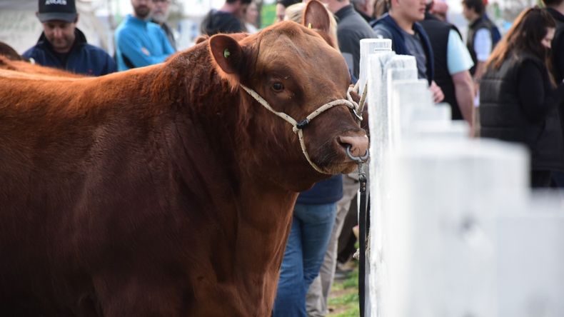 La Patagonia se planta: comienza la batalla legal por la barrera sanitaria
