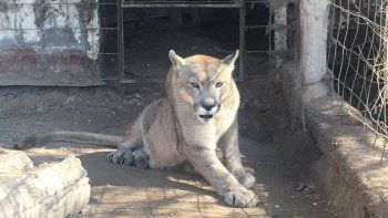 la chacra de cipolletti sera el nuevo hogar del puma pancho la chacra de cipolletti sera el nuevo hogar del puma pancho