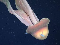 La expedición de científicos del Conicet en el Mar Argentino tiene como objetivo hallar nuevas especies marítimas. La expedición de científicos del Conicet en el Mar Argentino tiene como objetivo hallar nuevas especies marítimas.