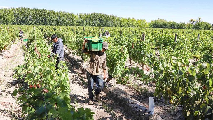 Sauvignon Gris: Canale lanza al mercado una variedad única en toda la Argentina. Sauvignon Gris: Canale lanza al mercado una variedad única en toda la Argentina.