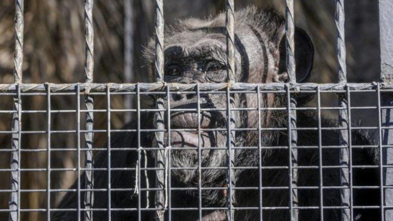 La chimpancé Cecilia será trasladada a un santuario en Brasil