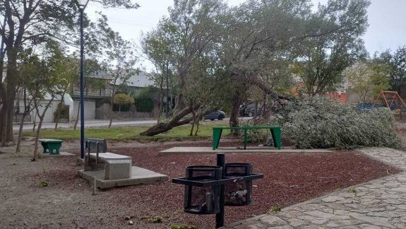 Muchos árboles caídos en Chos Malal por le temporal de viento. Foto: Gentileza.