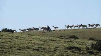 La esquila en silvestría fue impulsada por WCS Argentina. Foto: WCS La esquila en silvestría fue impulsada por WCS Argentina. Foto: WCS