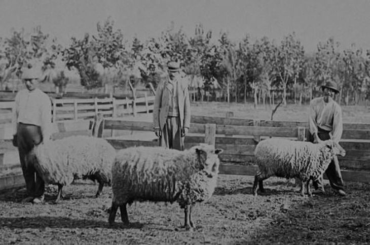 Mucho antes de que la carne y los cereales dominaran las exportaciones, la lana fue una de las grandes apuestas de la joven República Argentina. Mucho antes de que la carne y los cereales dominaran las exportaciones, la lana fue una de las grandes apuestas de la joven República Argentina.
