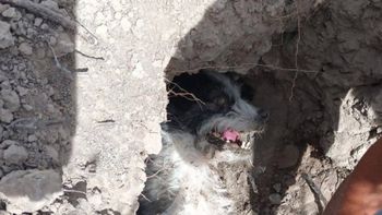 Toni, como lo bautizó la policía que terminó adoptándolo, el perrito de aproximadamente 8 años que fue enterrado vivo en Chubut. Toni, como lo bautizó la policía que terminó adoptándolo, el perrito de aproximadamente 8 años que fue enterrado vivo en Chubut.