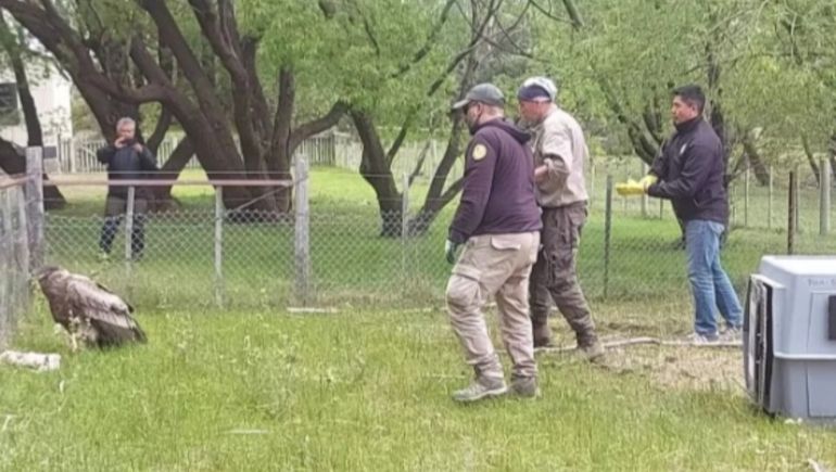 Los veterinarios comprobaron que el ejemplar de cóndor andino rescatado en Santa Cruz tenía además un hematoma en un ala