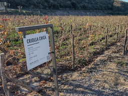 La principal virtud de las uvas Criolla es que ofrecen un paladar delgado y con taninos ligeramente marcados. La principal virtud de las uvas Criolla es que ofrecen un paladar delgado y con taninos ligeramente marcados.