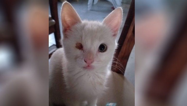 Buscan a Luna, una gata tuerta que le cambió la vida a una familia