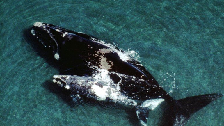 Sorpresa en la Península Valdés: récord de ballenas