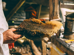 Distinta. Es una miel de color oscuro y su sabor, amargo. Foto: gentileza Distinta. Es una miel de color oscuro y su sabor, amargo. Foto: gentileza