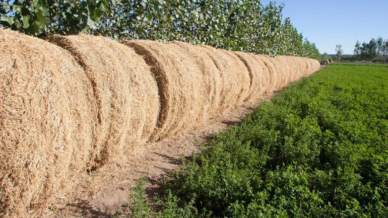 La producción siempre fue una alternativa a la extracción petrolera.