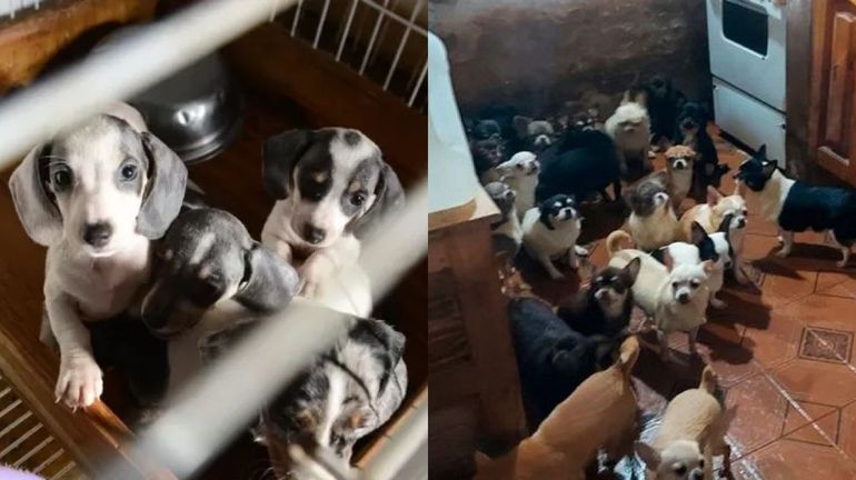 Desbaratan dos criaderos ilegales de perros: 230 cachorros rescatados