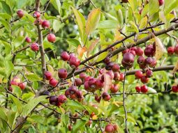 Las manzanas silvestres recién recolectadas van a puertos costeros para su exportación a países del sudeste asiático. Las manzanas silvestres recién recolectadas van a puertos costeros para su exportación a países del sudeste asiático.