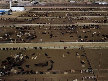 Fotografía aérea de ganado vacuno este jueves en Ciudad Juárez, Chihuahua (México). EFE/ Luis Torres.