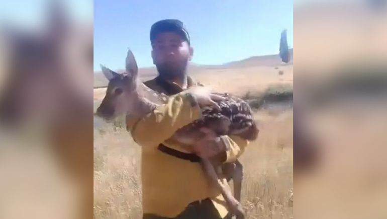 Bambi entre las llamas: el rescate que conmovió en pleno incendio forestal en Junín de los Andes