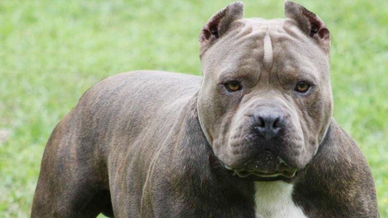 Un ejemplar como este casi mata a un pibe en Santiago del Estero.