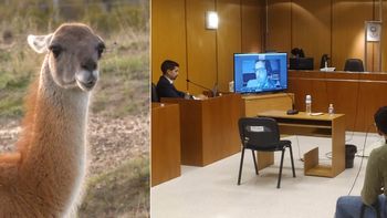 Guanaco portada.jpeg