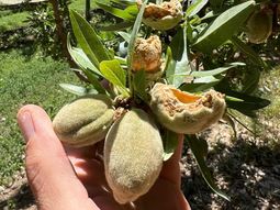 fruticultura en alerta por cotorras: danos en la produccion de hasta 30% fruticultura en alerta por cotorras: danos en la produccion de hasta 30%