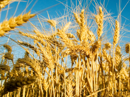 Senasa simplificó los procesos, en sintonía con las nuevas exigencias del sector agropecuario y las normas internacionales. Foto: Senasa Senasa simplificó los procesos, en sintonía con las nuevas exigencias del sector agropecuario y las normas internacionales. Foto: Senasa