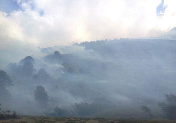 Aluminé: incendios ya quemaron cientos de araucarias y temen que se unan los focos principales