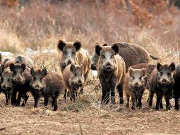 ¿Qué estrategias se están implementando para controlar la plaga del jabalí en Patagonia? ¿Qué estrategias se están implementando para controlar la plaga del jabalí en Patagonia?