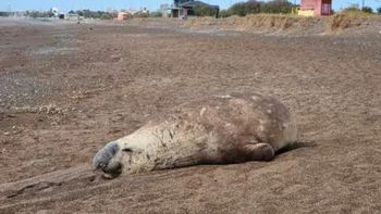 Una elefanta marina descansa en Playa Unión, Chubut. Una elefanta marina descansa en Playa Unión, Chubut.