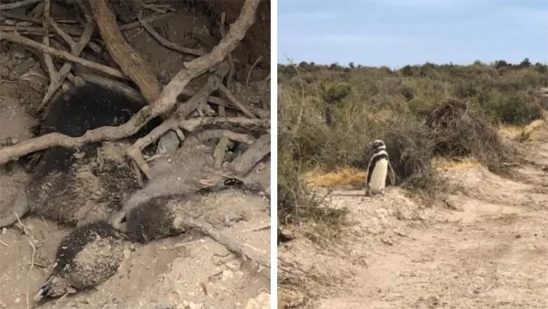 La destrucción masiva de crías y huevos de pingüinos en Punta Tombo ocurrió en 2021.