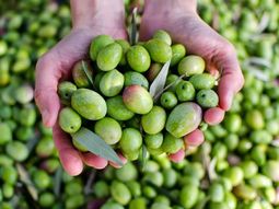 El sur argentino se suma al mapa mundial del aceite de oliva. El sur argentino se suma al mapa mundial del aceite de oliva.