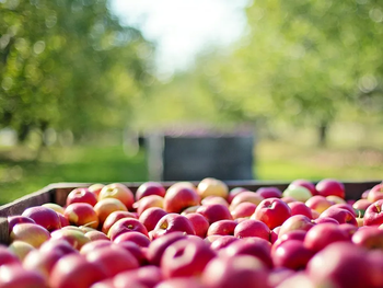 funbapa incorpora nueva tecnologia para reforzar el control de la mosca de los frutos en la patagonia