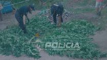 Durante el allanamiento, la policía secuestró 27 plantas de marihuana. Durante el allanamiento, la policía secuestró 27 plantas de marihuana.