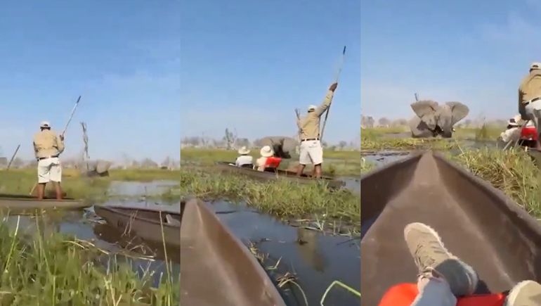 Un elefante atacó a turistas en un safari: volcó sus canoas y arrastró a mujer bajo el agua