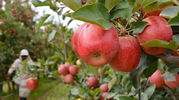 Brasil bate récord en importaciones de manzanas: ¿qué países lideran el mercado?