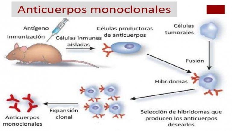 En España ensayan con anticuerpos monoclonales en ratones