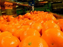 El informe anual del USDA anticipa menos fruta, más presión climática y un escenario comercial más complejo.