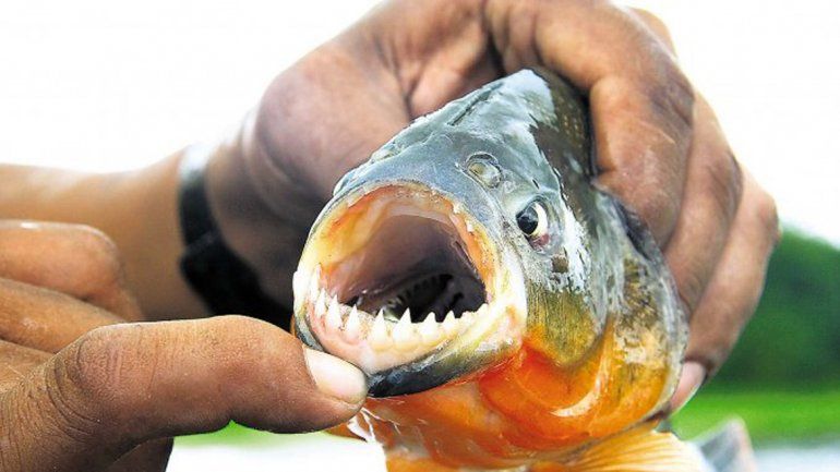 Las altas temperaturas de las últimas horas atraen a las palometas.