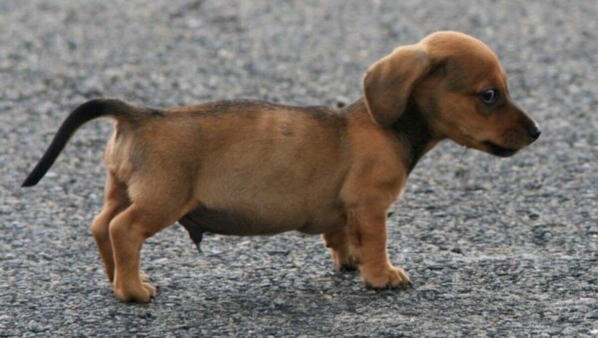 Buscan hogar provisorio para perros salchicha, en Puerto Madryn. (Foto: Ministerio Público Fiscal de Chubut).