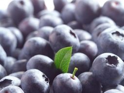 La campaña cerró con una caída en las exportaciones, pero el sector consolidó su perfil orgánico, apostó a mercados de nicho y reforzó su estrategia de calidad. La campaña cerró con una caída en las exportaciones, pero el sector consolidó su perfil orgánico, apostó a mercados de nicho y reforzó su estrategia de calidad.