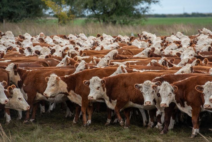 La recomposici&oacute;n del stock ganadero, un punto de partida para poder volver a crecer.