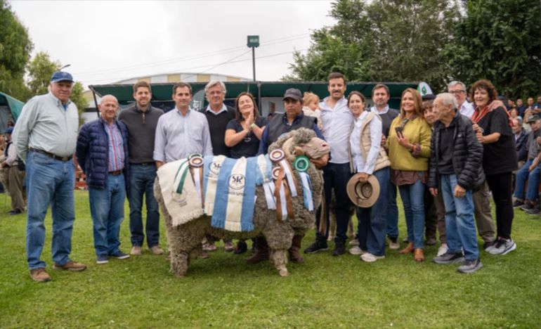 El merino australiano astado que se consagró como Gran Campeón Supremo. El merino australiano astado que se consagró como Gran Campeón Supremo. 