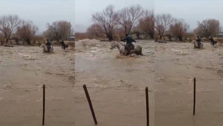 Mirá las crecidas extraordinarias del río Neuquén: todo lo que se viene