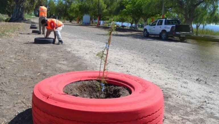 Árboles plantado en honor a la Virgen de la Medalla Milagrosa.