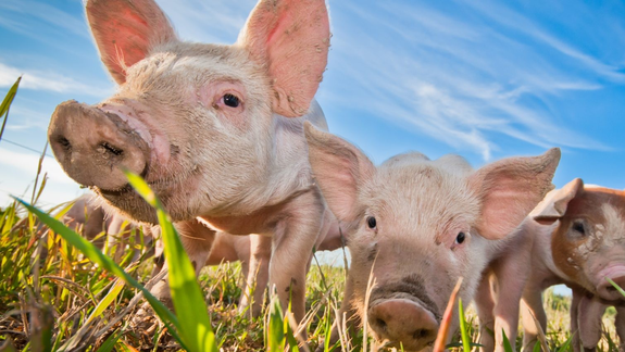 La mirada puesta en el bienestar animal.