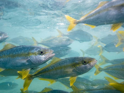 Argentina cuenta hoy, por primera vez, con la tecnología validada para producir pez limón a escala. Argentina cuenta hoy, por primera vez, con la tecnología validada para producir pez limón a escala.