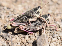 tucura sapo en la patagonia: radiografia de una amenaza tucura sapo en la patagonia: radiografia de una amenaza