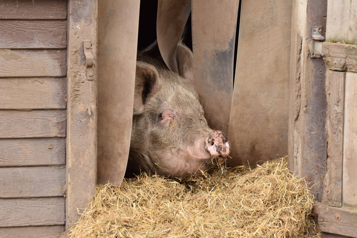 Los cerdos son posibles intermediarios en la cadena de contagio. Foto: Health Policy USA. Los cerdos son posibles intermediarios en la cadena de contagio. Foto: Health Policy USA.