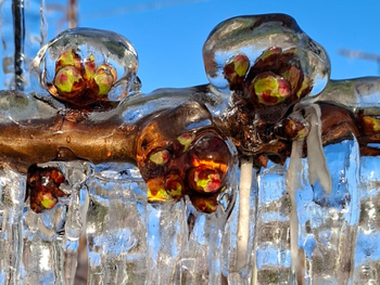 el secreto detras de las cerezas que resistieron el frio extremo en la patagonia